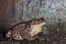 009 Common Toad (Bufo Bufo) .